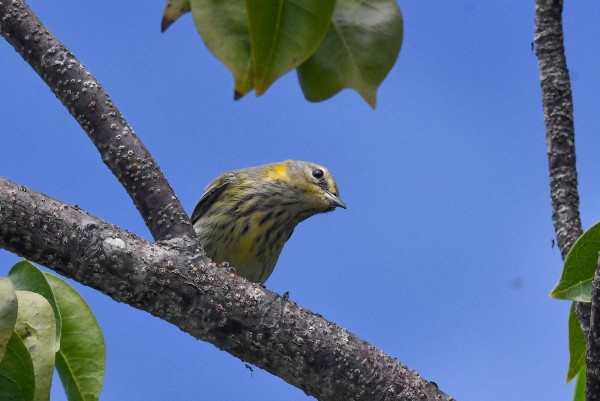 Cape May Warbler - ML386579361