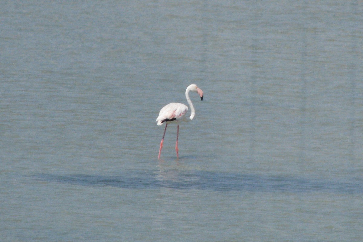 Greater Flamingo - Sergo Travelian