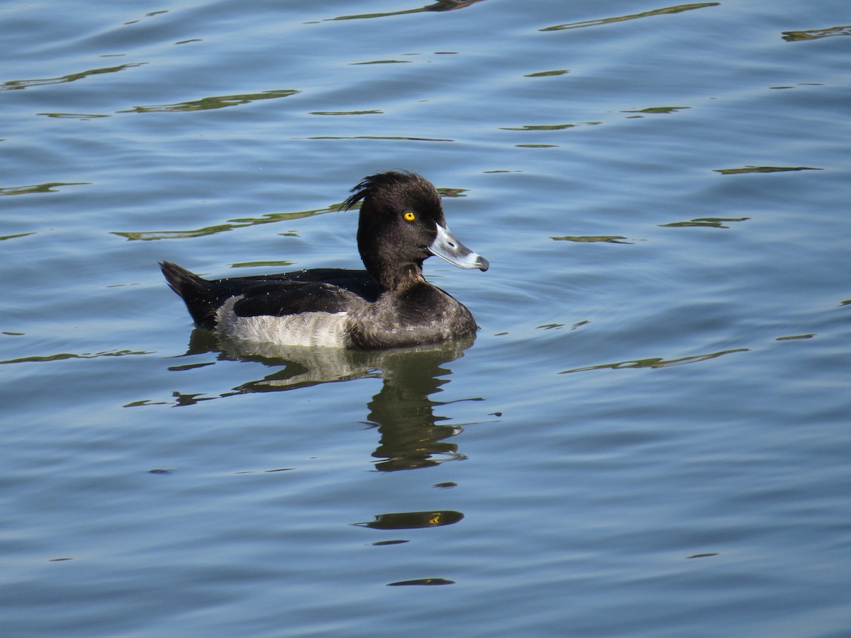 Tufted Duck - ML38658621