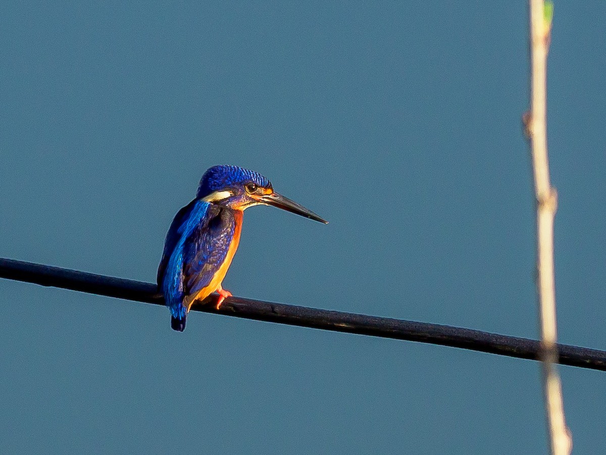 Blue-eared Kingfisher - ML386587761