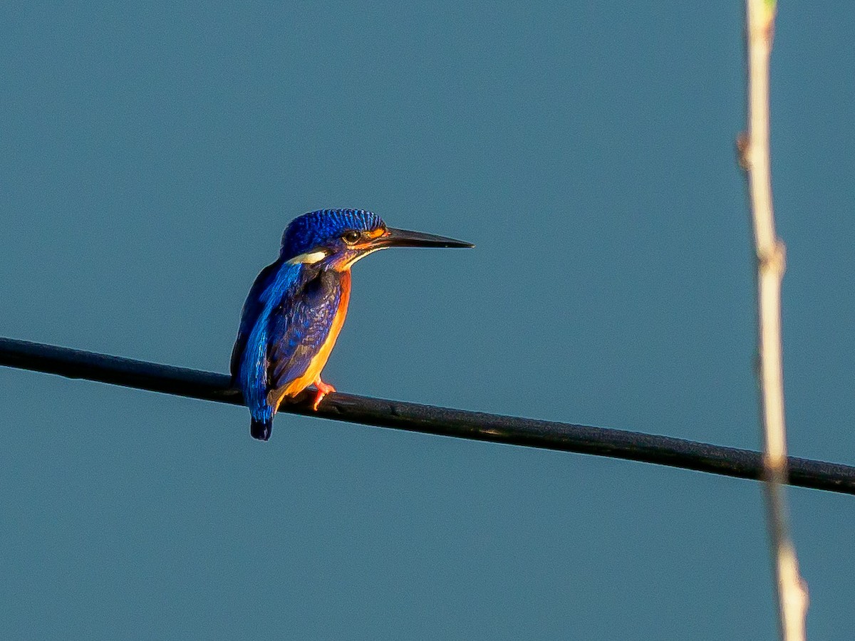 Blue-eared Kingfisher - ML386587771