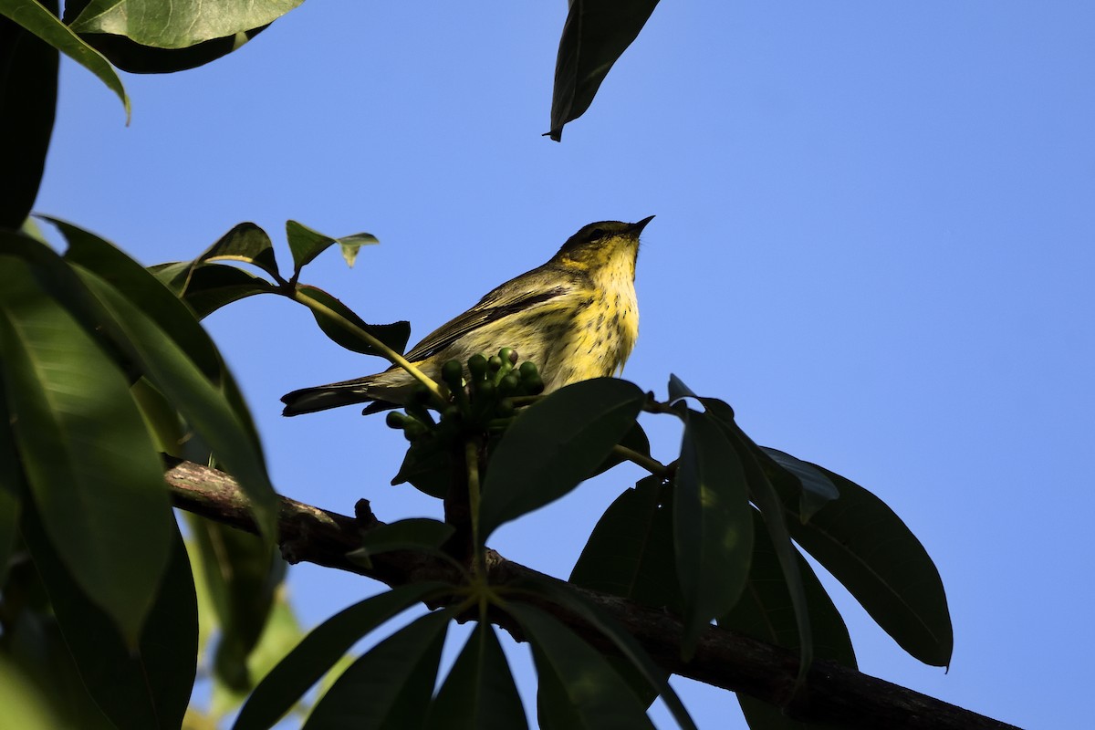 Cape May Warbler - Luis Guillermo