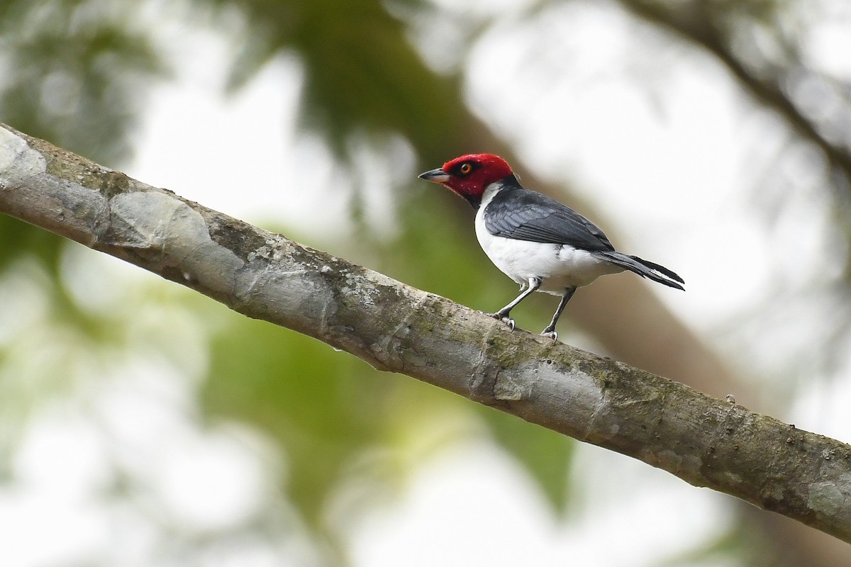Red-capped Cardinal - ML386590911