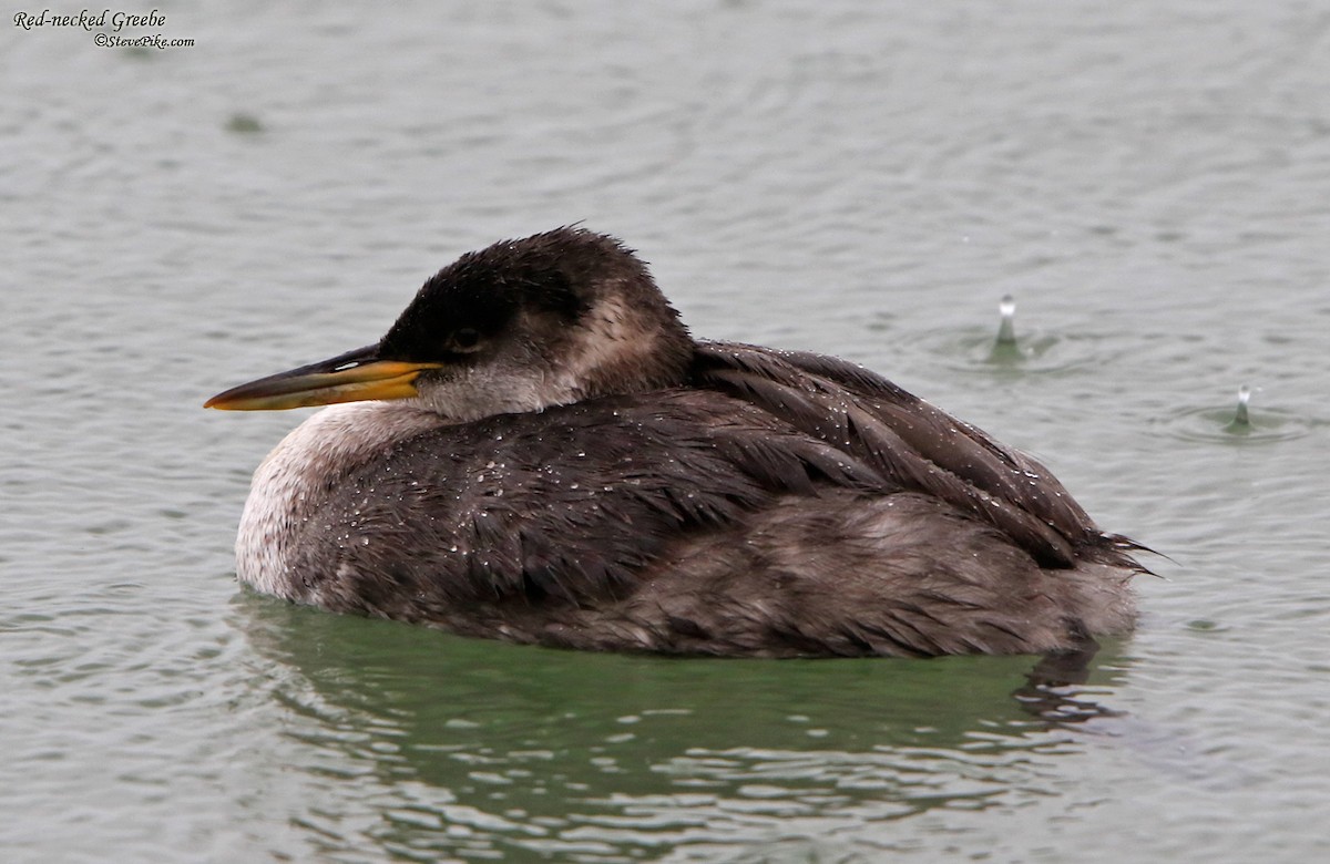 Red-necked Grebe - ML38659461