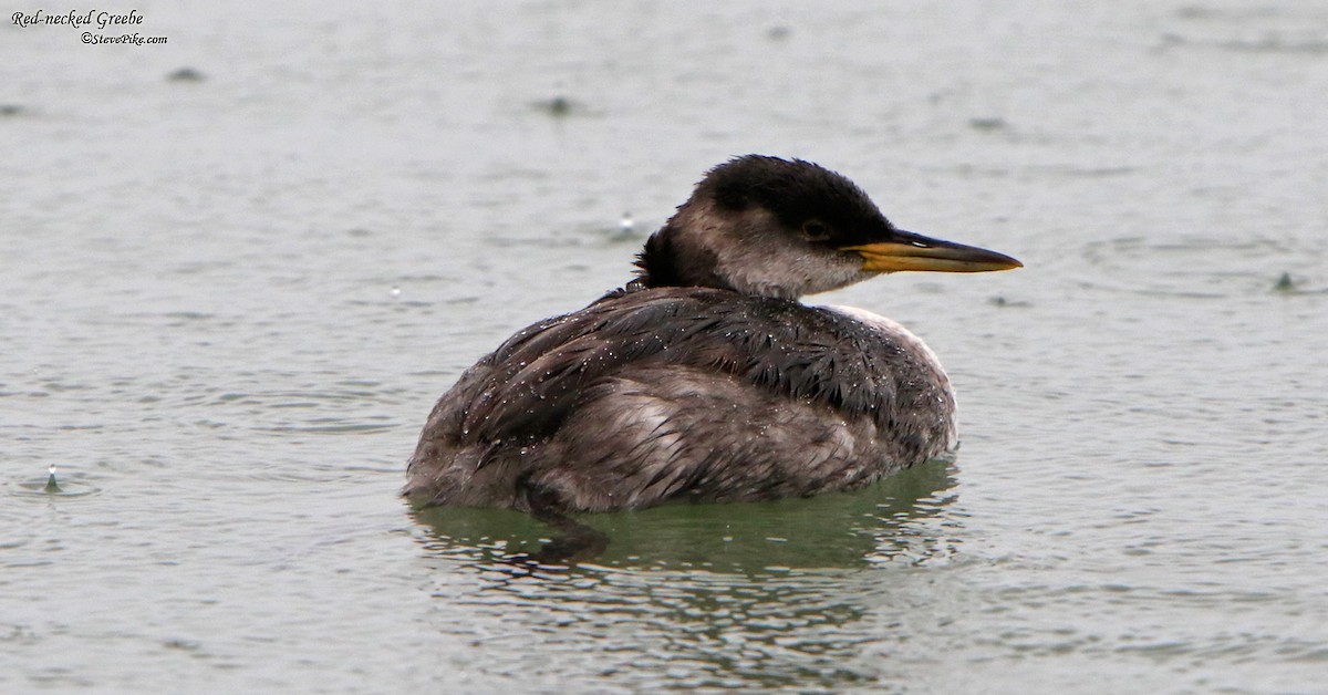 Red-necked Grebe - Steve Pike