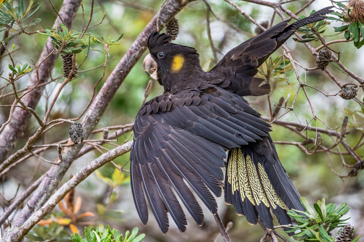 Yellow-tailed Black-Cockatoo - ML386599531
