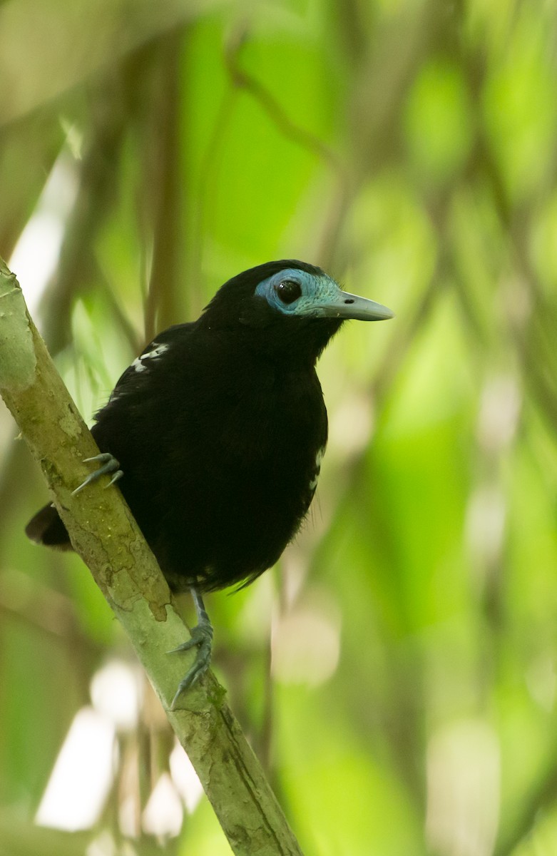 Bare-crowned Antbird - ML386600891