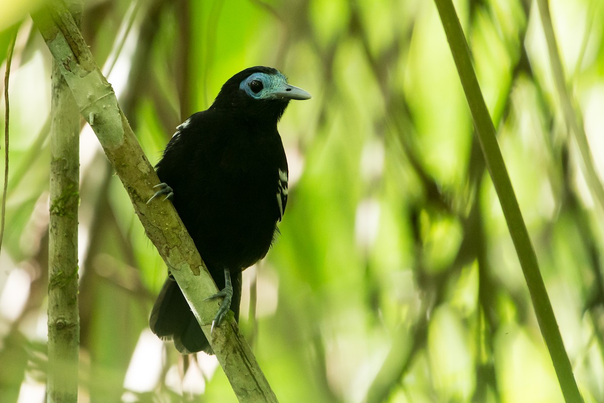 Bare-crowned Antbird - ML386600941
