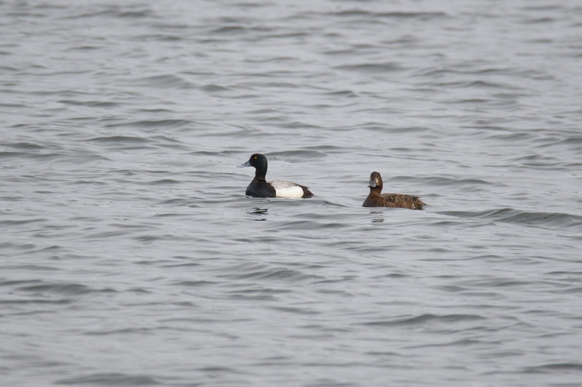 Greater Scaup - ML386601871