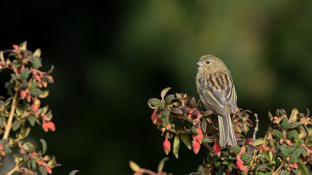 Plain-colored Seedeater - ML386604701