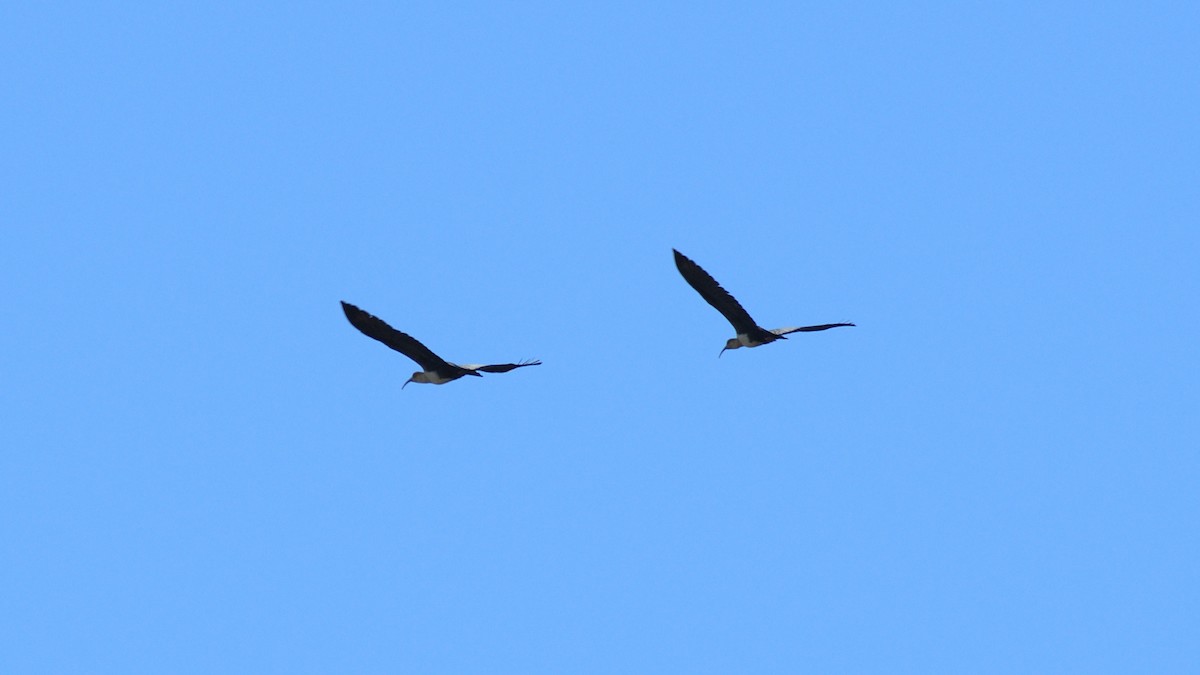 ibis šedokřídlý - ML386604711