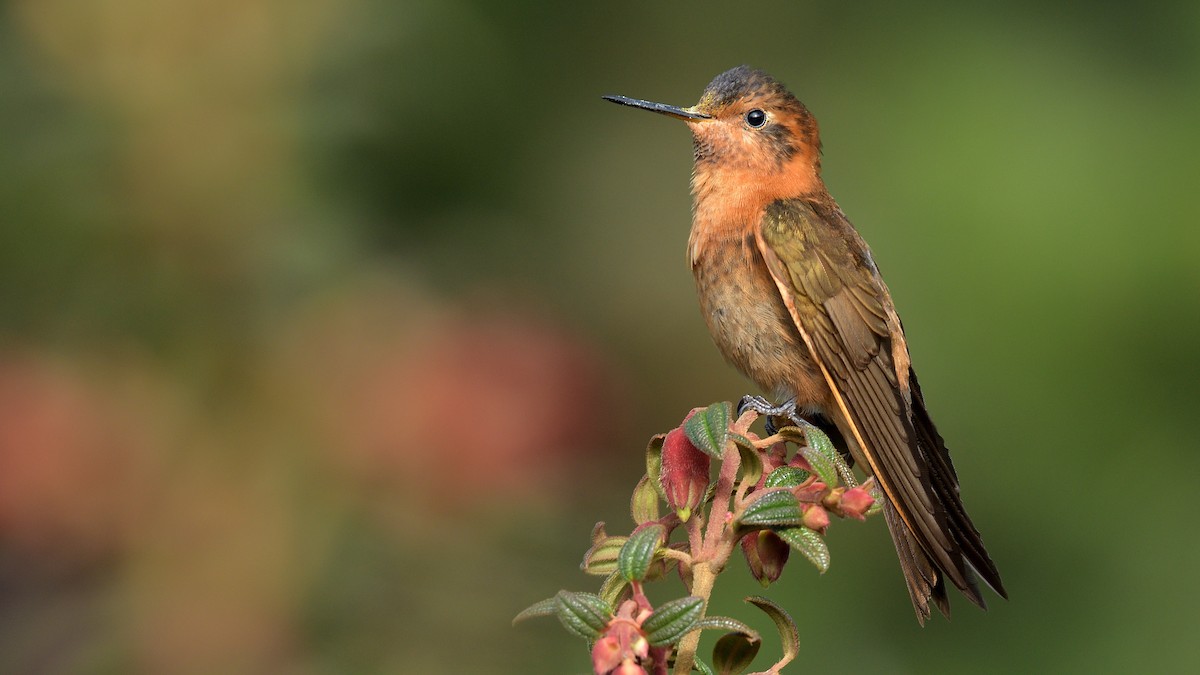 kolibřík duhovohřbetý - ML386606011