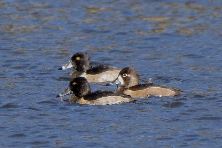 Ring-necked Duck - Hannah Criswell