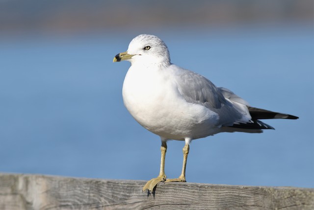 Ring-billed Gull at Blackie Spit (Incl. Dunsmuir Farm & Nicomekl estuary) by Benjamin Pap
