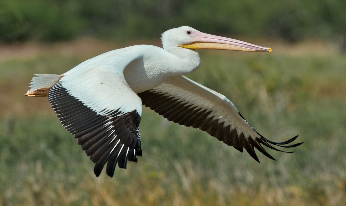 American White Pelican - teambergie Bergstrom