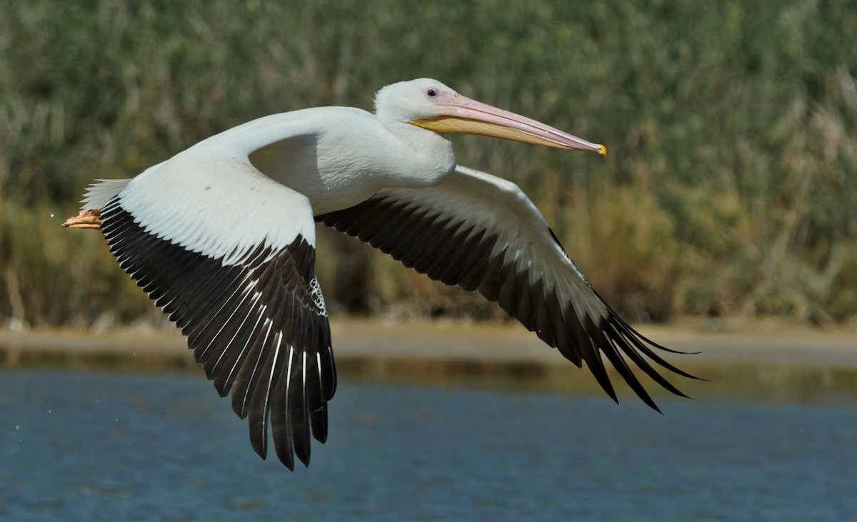 pelikán severoamerický - ML386613551