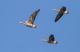 Greater White-fronted Goose, ML386614101