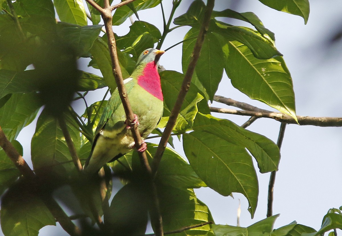 Claret-breasted Fruit-Dove - ML38661631