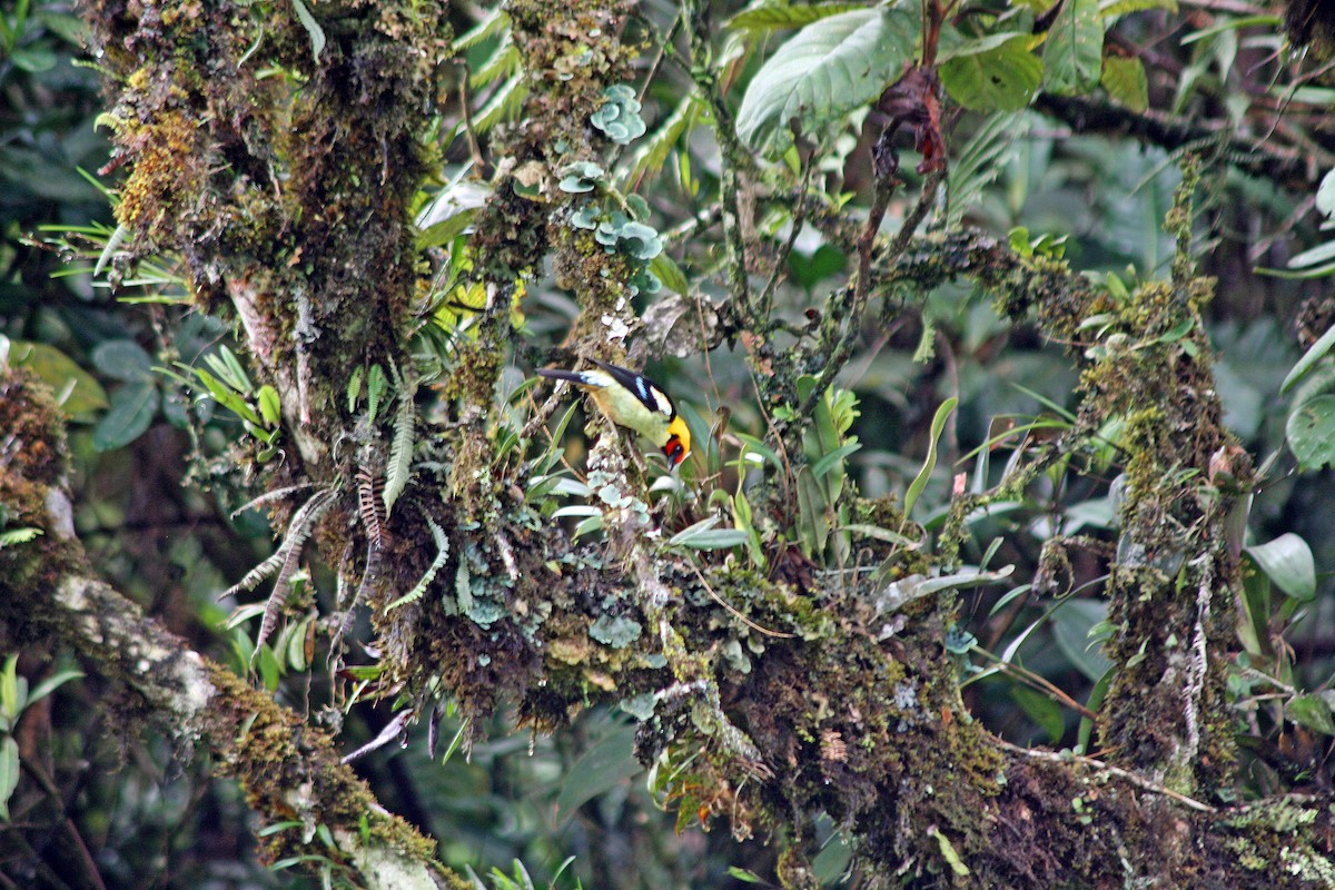 Flame-faced Tanager - ML386620621