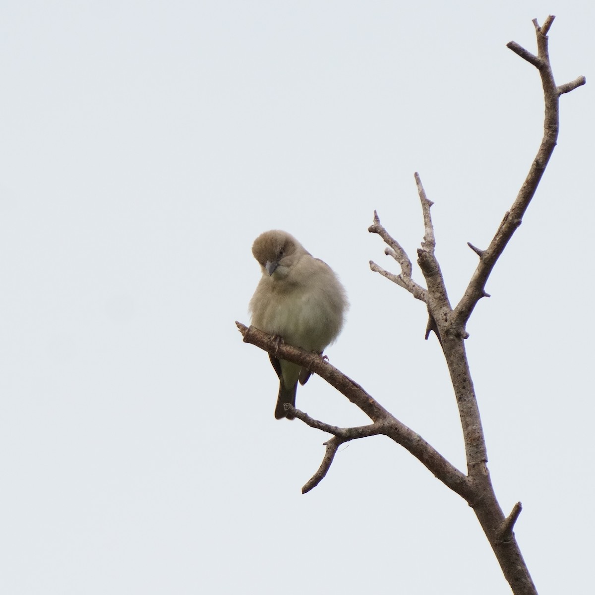 Yellow-throated Sparrow - Bangarusamy V