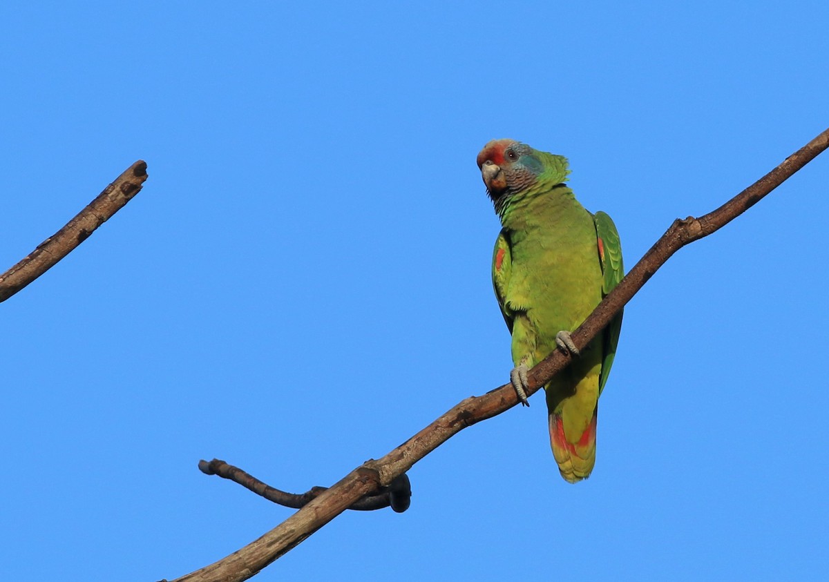 Red-tailed Parrot - Gabriel Abreu