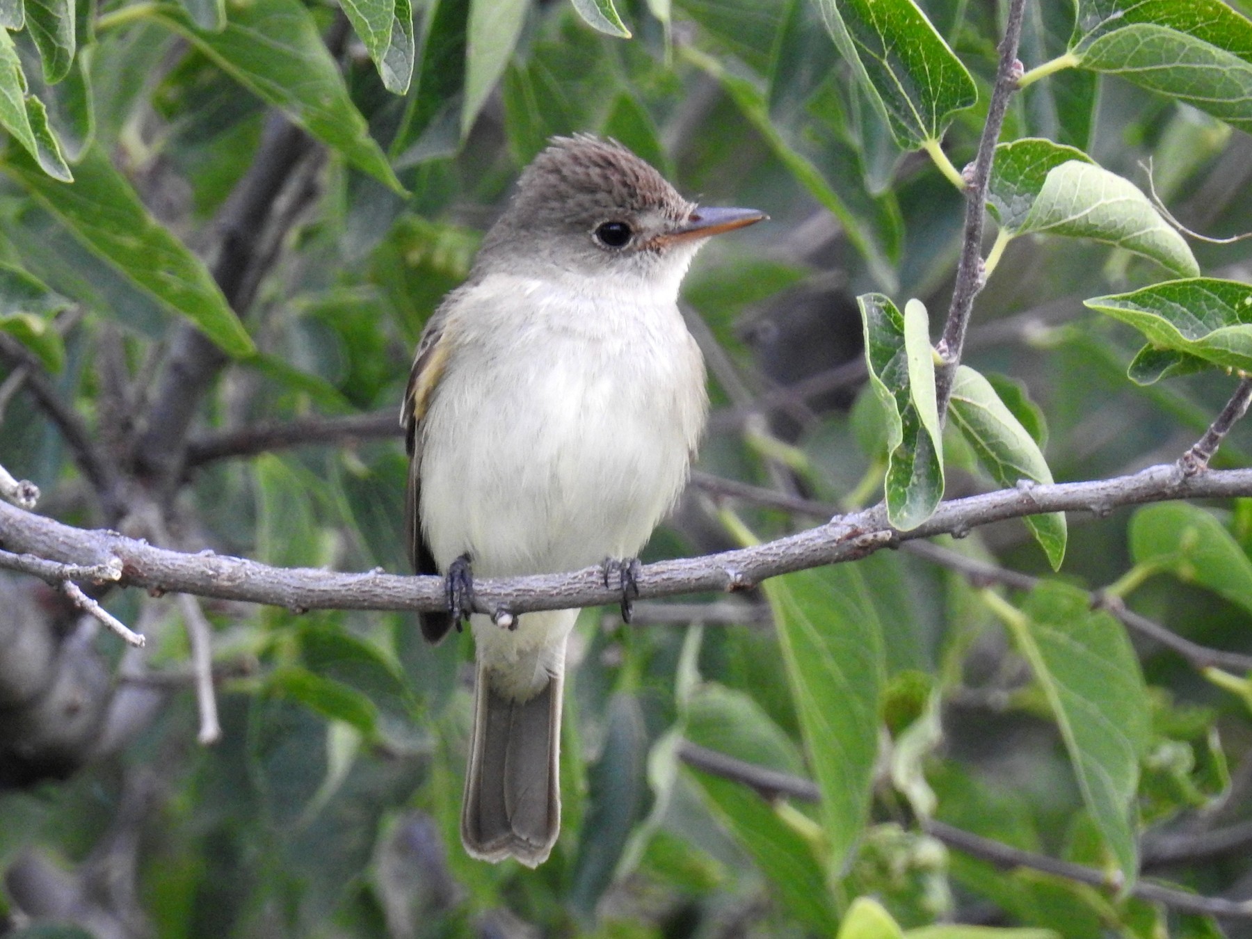 Willow Flycatcher - Bob Nieman