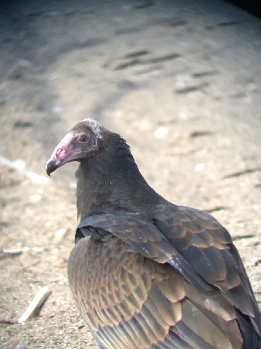 Turkey Vulture - ML386633101