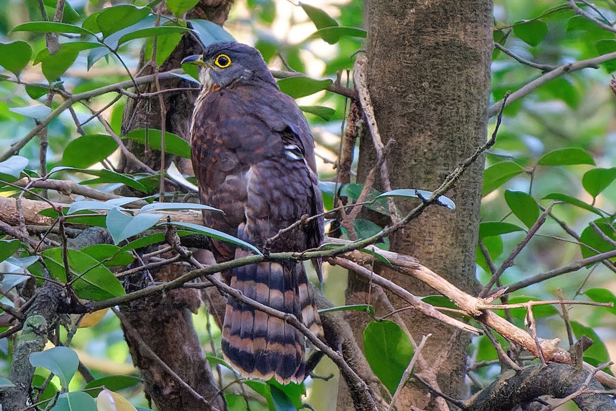 Philippine Hawk-Cuckoo - ML386633521