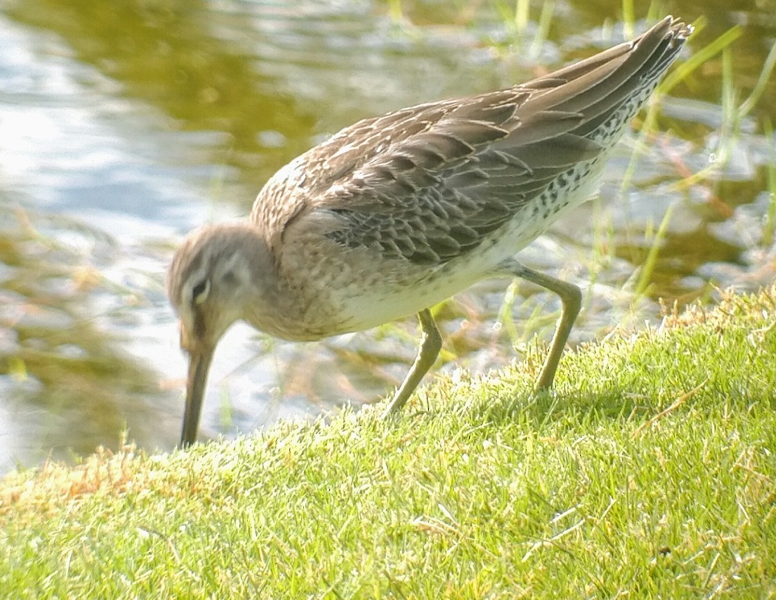 Long-billed Dowitcher - ML386635181