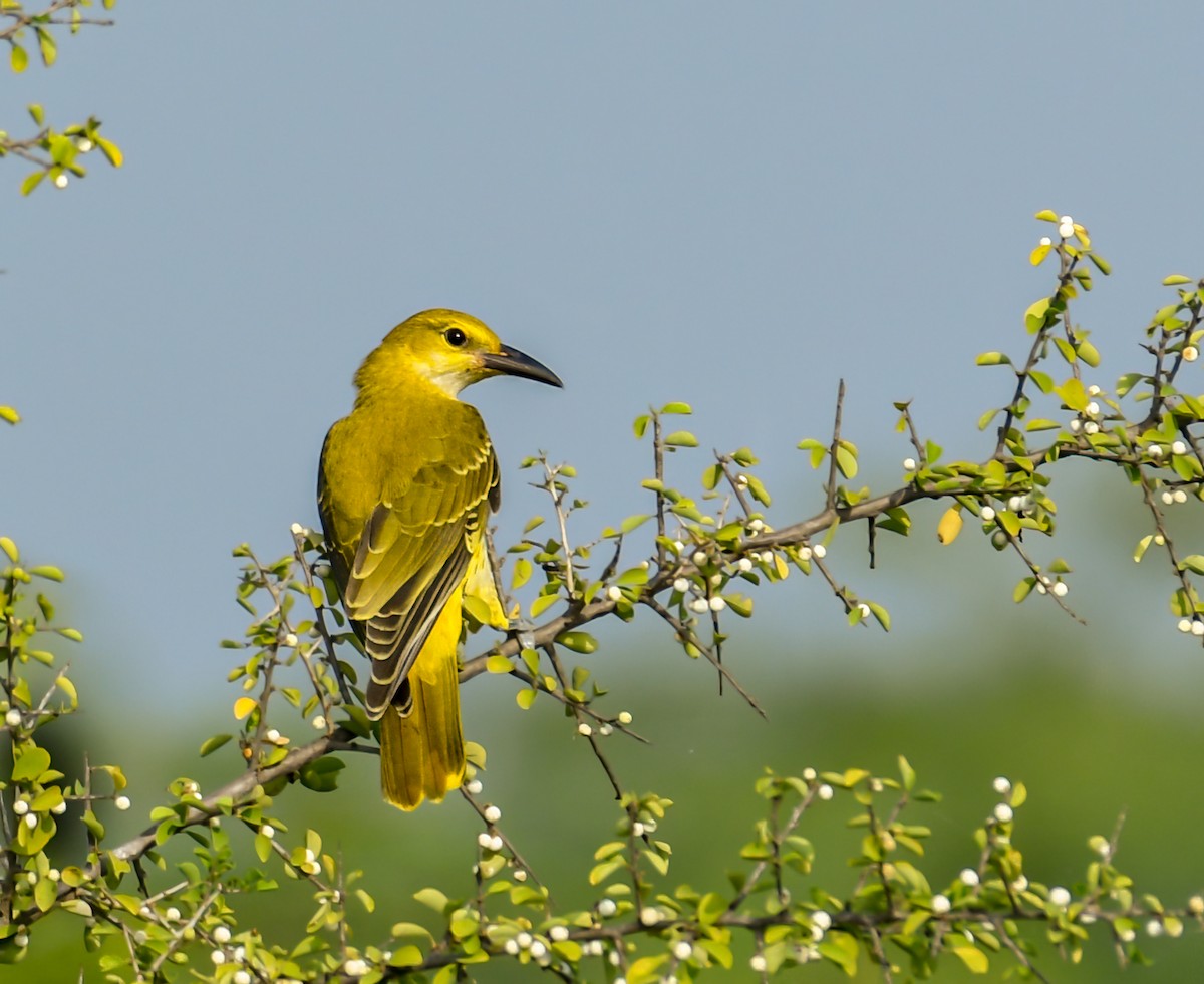 Indian Golden Oriole - ML386637541