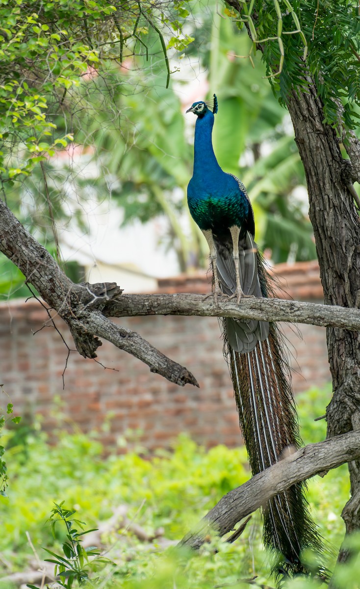 Indian Peafowl - Vasanthan jayaguru