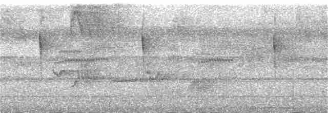 Weißstirn-Ameisenschnäpper - ML386646191