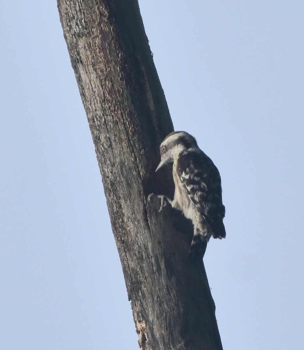 Brown-capped Pygmy Woodpecker - ML386648091