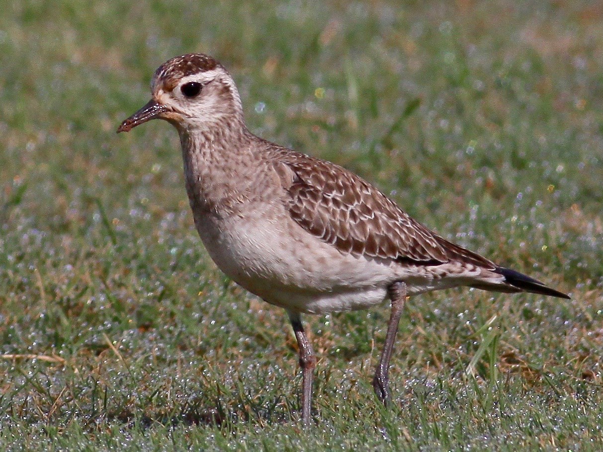 American Golden-Plover - eBird