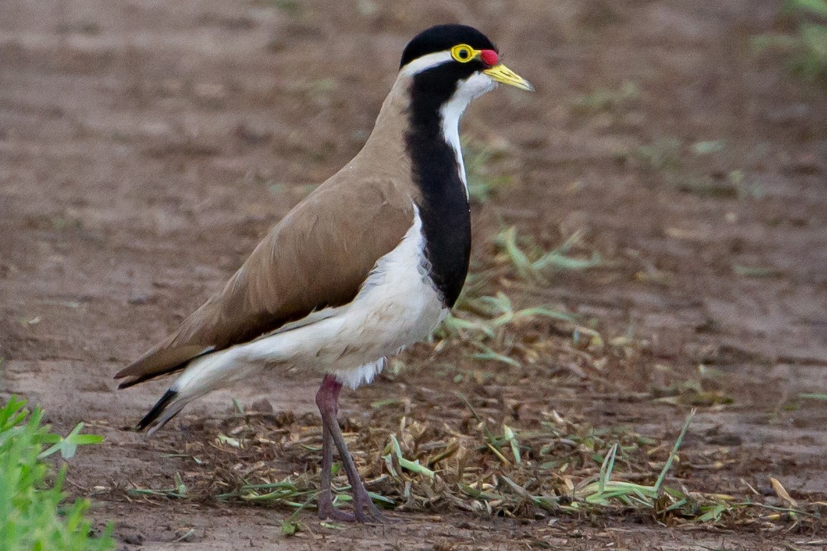 Banded Lapwing - ML386649711