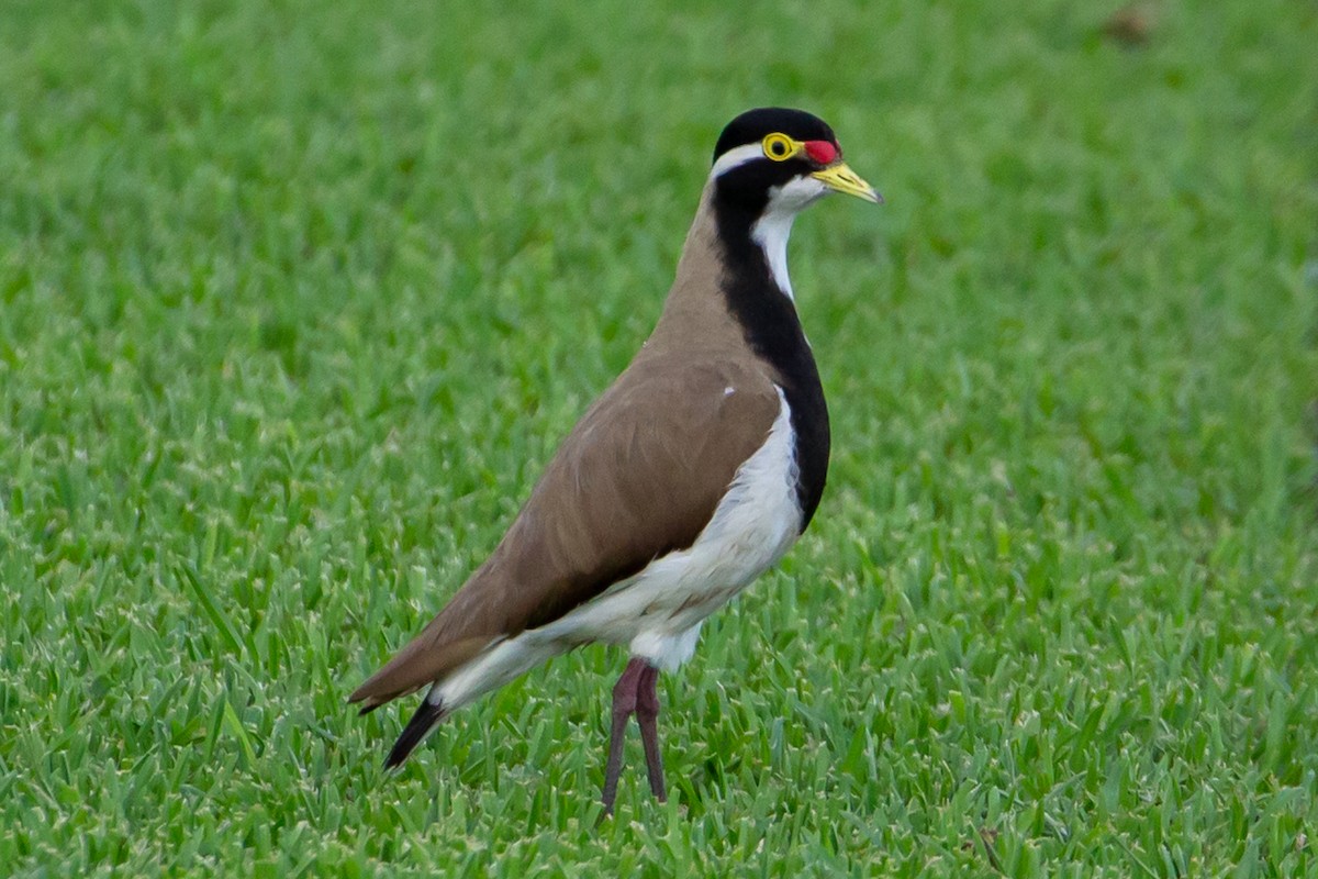 Banded Lapwing - ML386649721