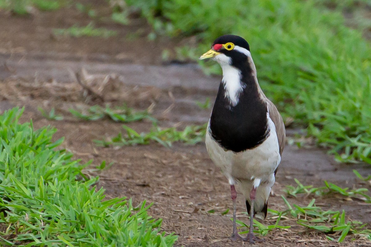 Banded Lapwing - ML386649741