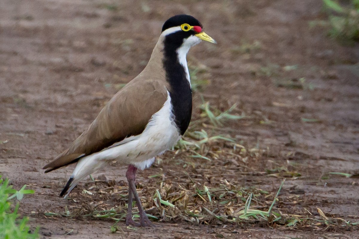 Banded Lapwing - ML386649751
