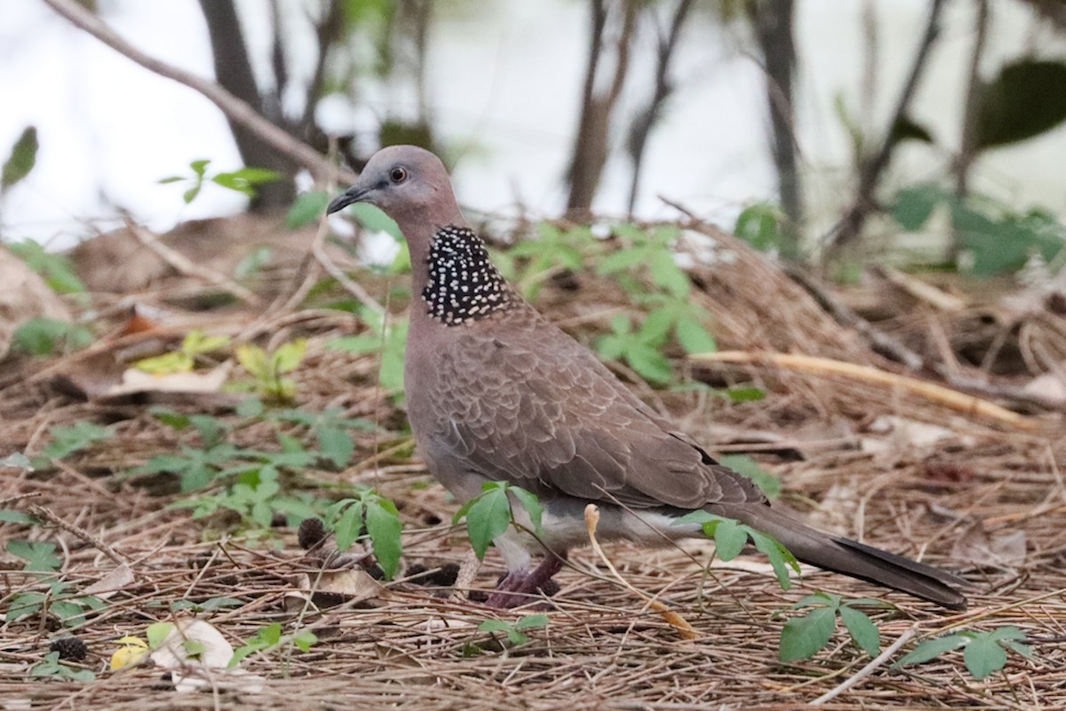 Spotted Dove - ML386651641