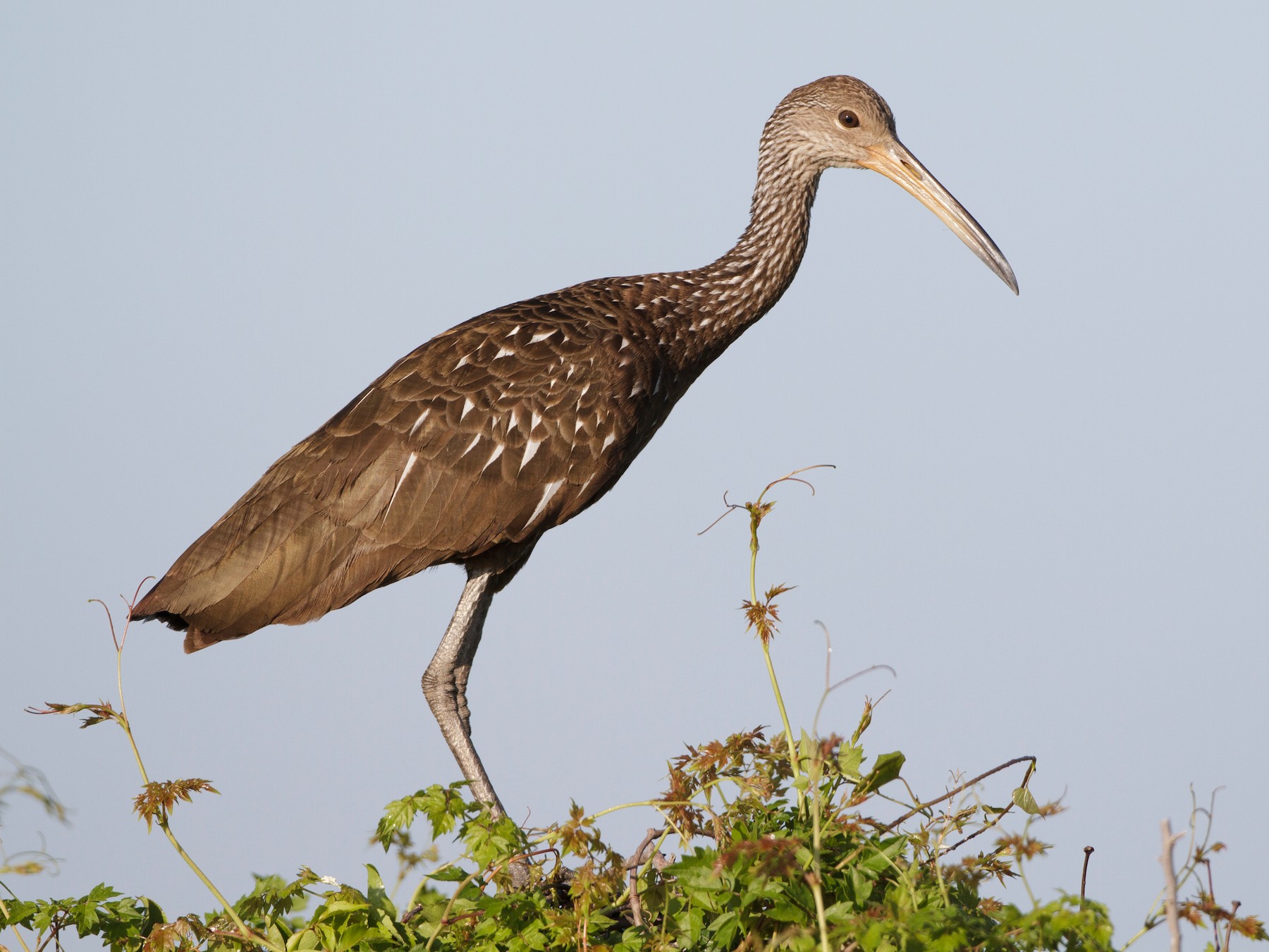 Limpkin - eBird