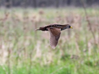 カオグロクイナ - eBird
