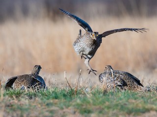  - Sharp-tailed Grouse