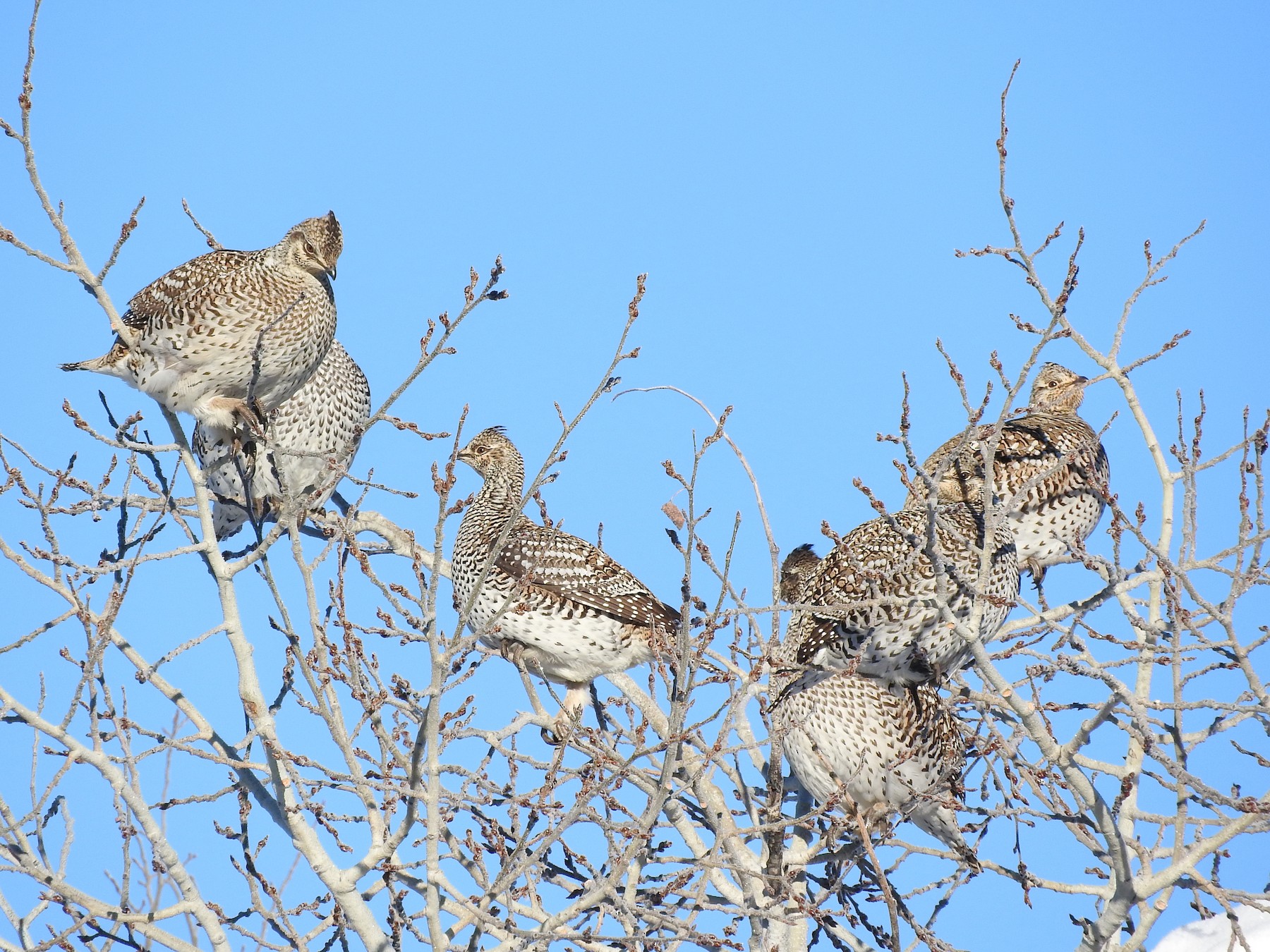 Sharp-tailed Grouse - Tresa Moulton