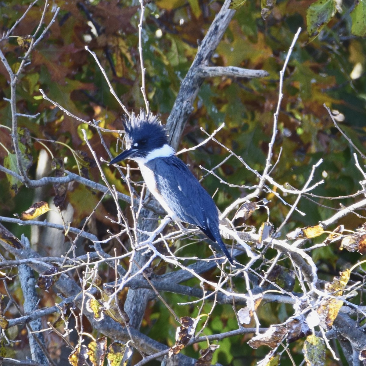 Belted Kingfisher - ML386654801