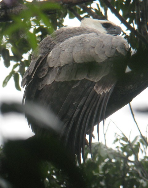 Harpy Eagle - ML386656151