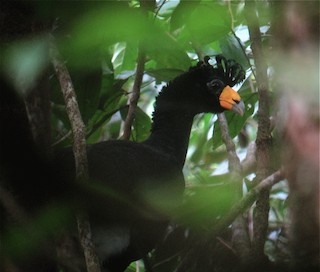 Black Curassow, ML386656341