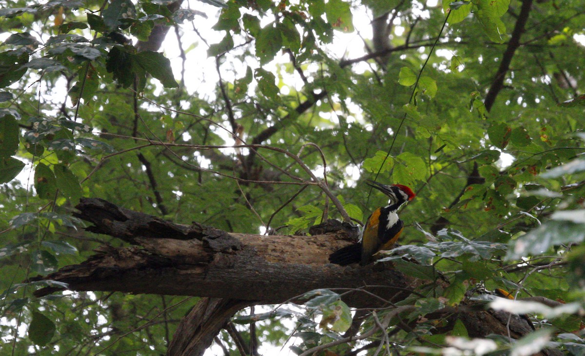 White-naped Woodpecker - Veena Rao