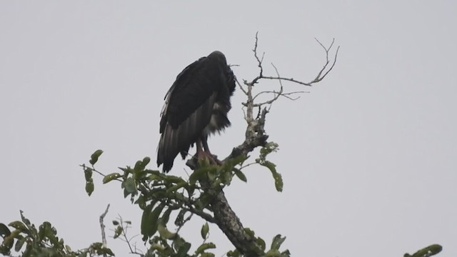 Red-headed Vulture - ML386660391