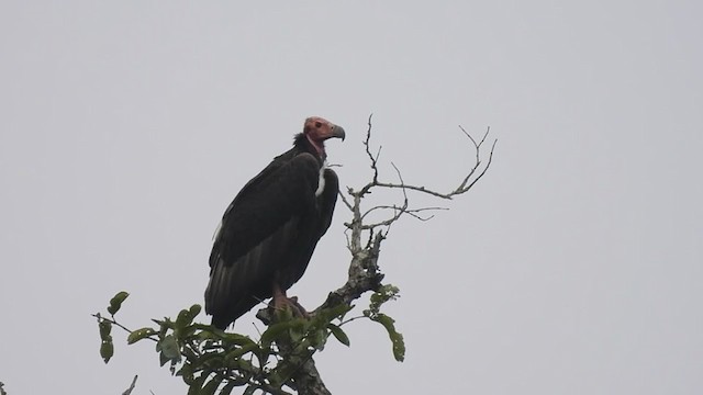 Red-headed Vulture - ML386660531