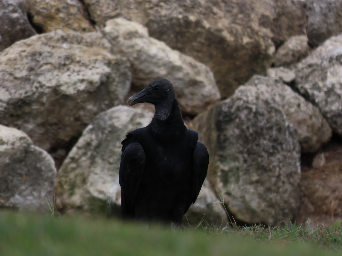 Black Vulture - robert wellens